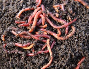 Worms in compost